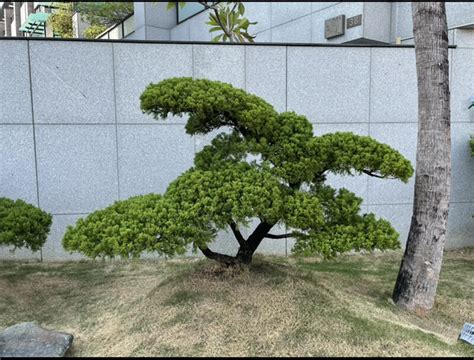 針柏樹風水|真柏樹風水：為家居帶來財運與幸福的綠意守護者 – 植物盆栽綠寶典